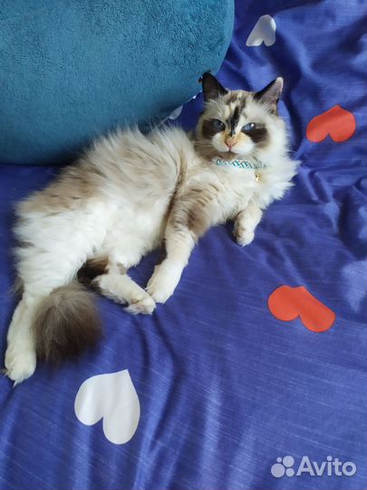 Вязка Рэгдолл кошка