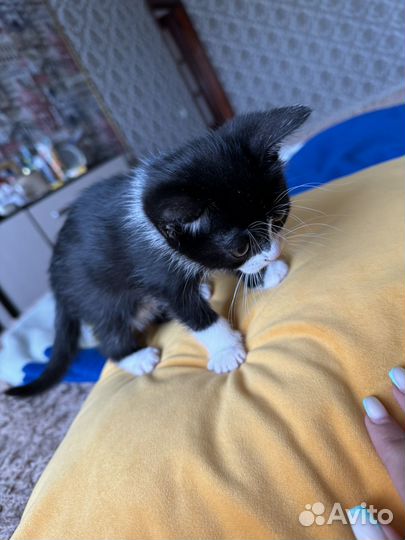 Кошка в дар