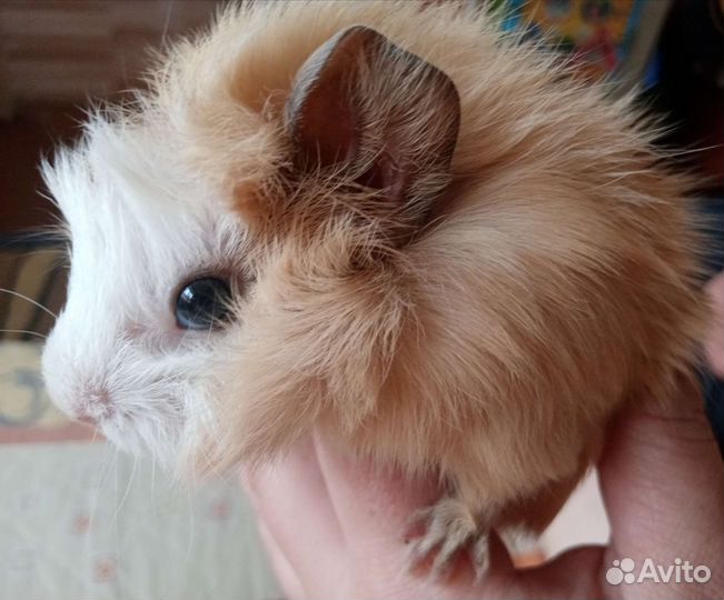Морская свинка
