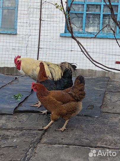 Куры домашние