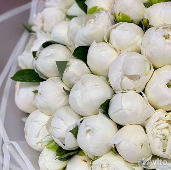 Пионы Букеты Цветы Доставка