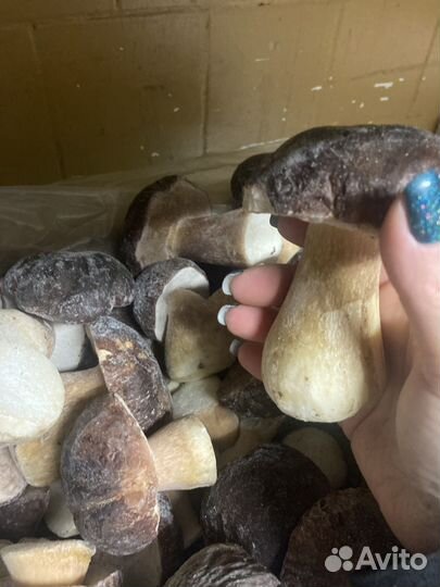 Грибы белые