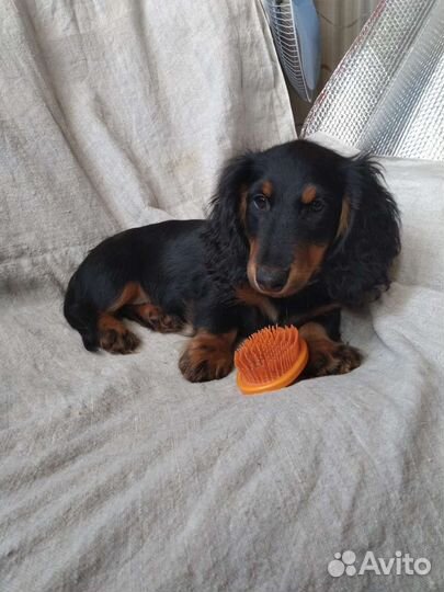 Щенки миниатюрной таксы