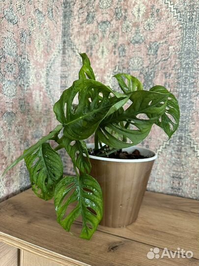 Монстера манки