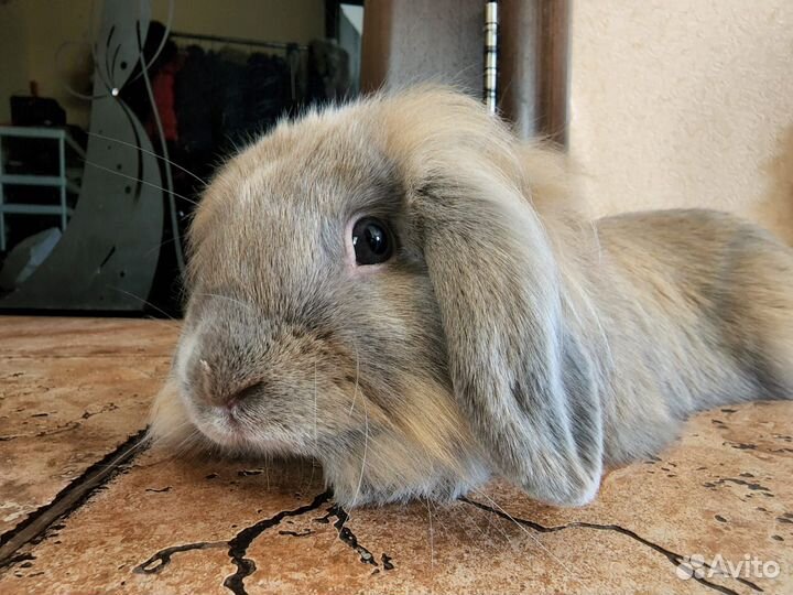 Крол для вязки