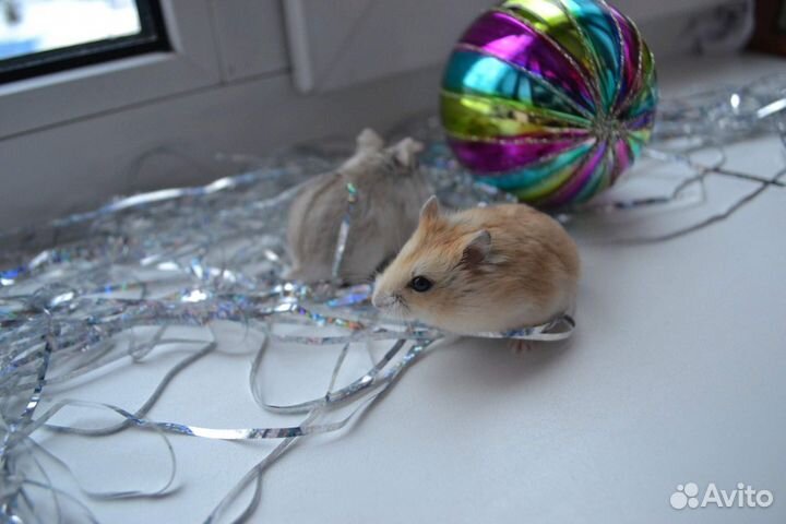 Джунгарские хомяки