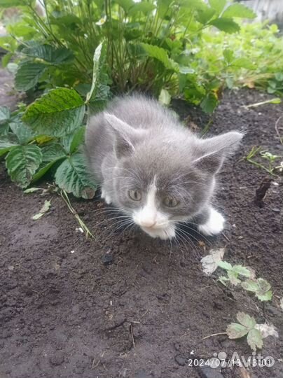 Котята в добрые руки бесплатно