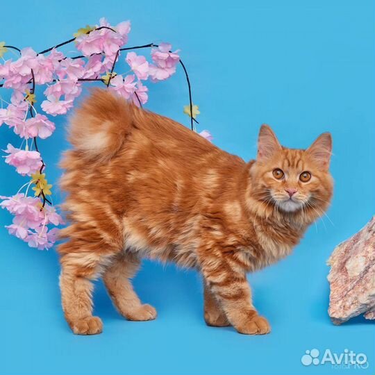 Куцехвостое счастье
