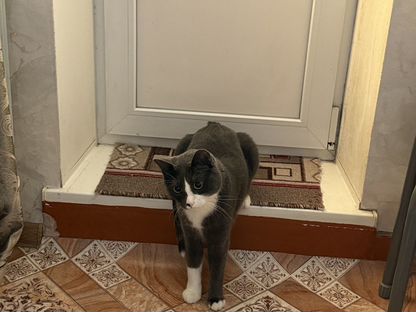Взрослый кот в добрые руки, Солнечный