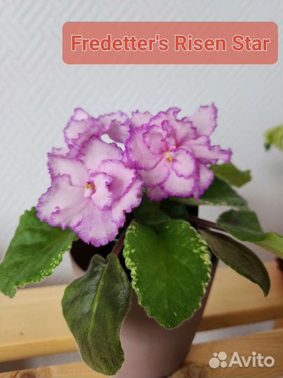 Сортовые фиалки