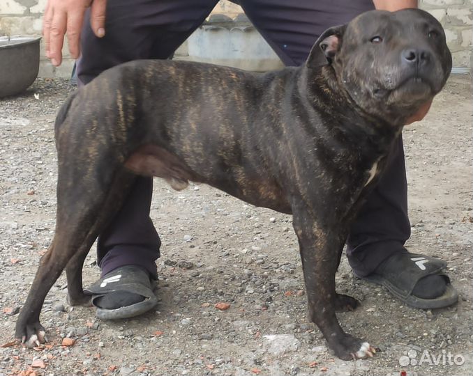 Питбультерьер