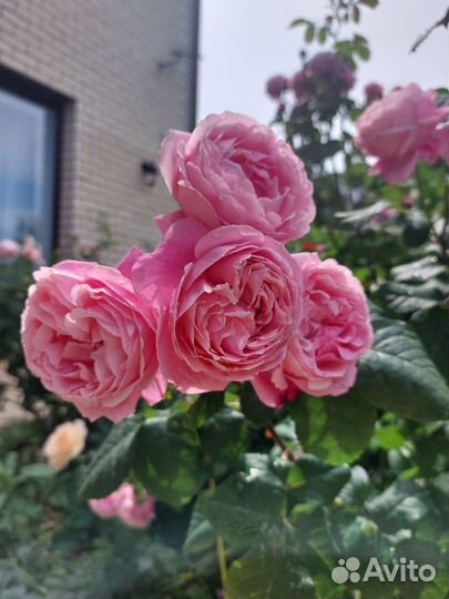 Роза Дитер Мюллер