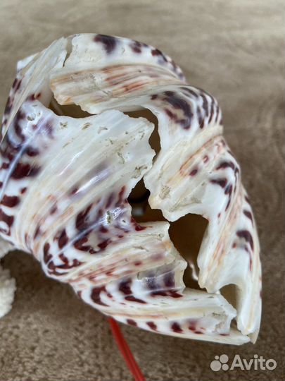 Ракушки декор