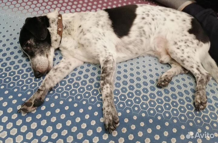 Малыш Рони год ждет своего Человека