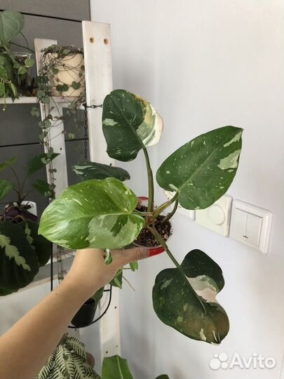 Филодендрон белая принцесса продано