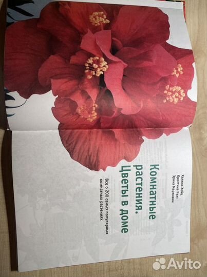 Комнатные растения