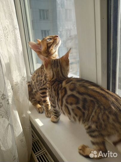Бенгальские котята