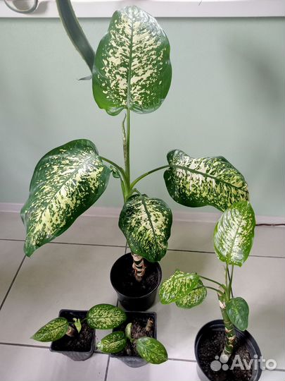 Диффенбахия