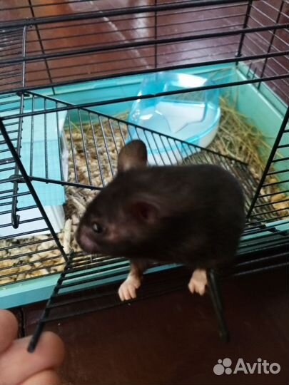 Хомяк с клеткой