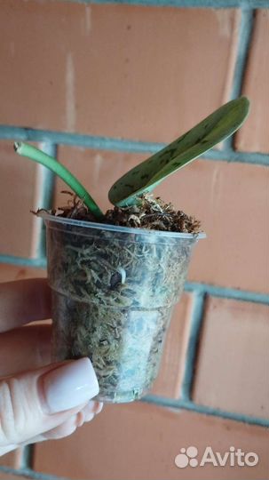 Сциндапсус Silver Lady