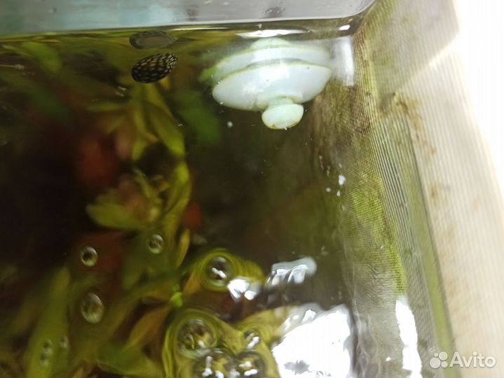 Теодоксус улитка