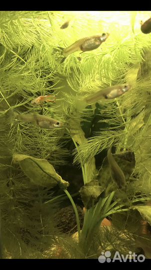 Рыбки гуппи