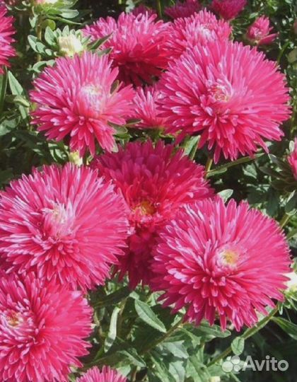 Астра Обильноцветущая Зарево 0,2 гр