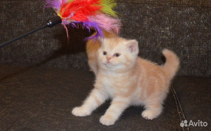 Два тигренка)