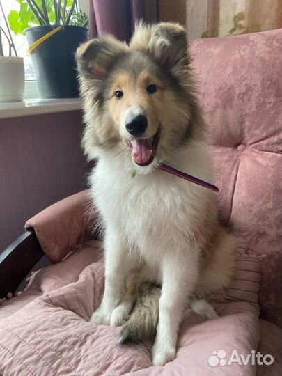 Девочка колли