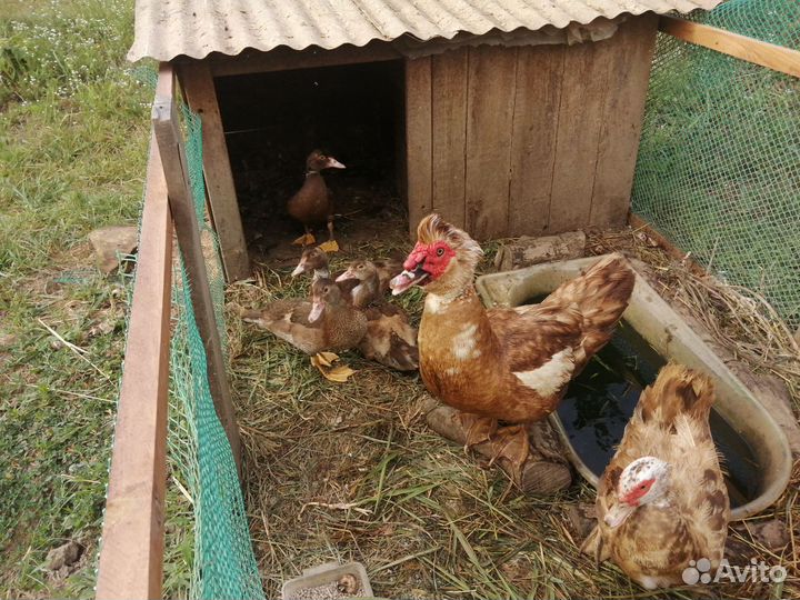 Мускусные утята, семья уток