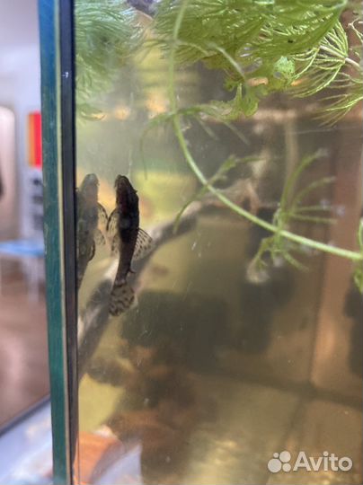 Сом номерной, креветки кольцерукие, гуппи эндлера