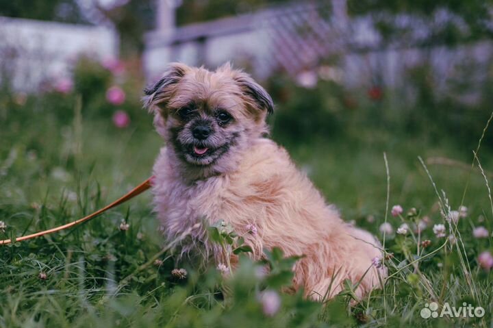 Обаятельный малыш Рэгги в дар