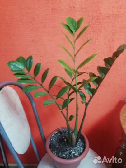 Замиокулькас