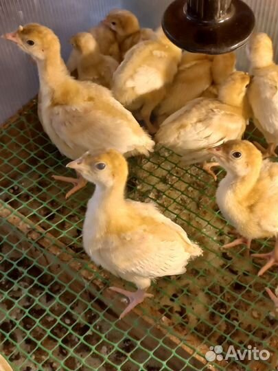 Инкубационное яйцо индейки