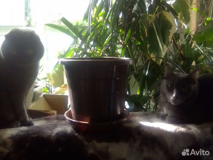 Горшок для цветов