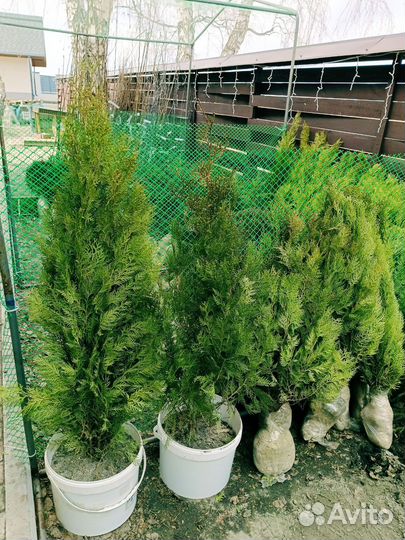 Туи западный смарагд, Брабант