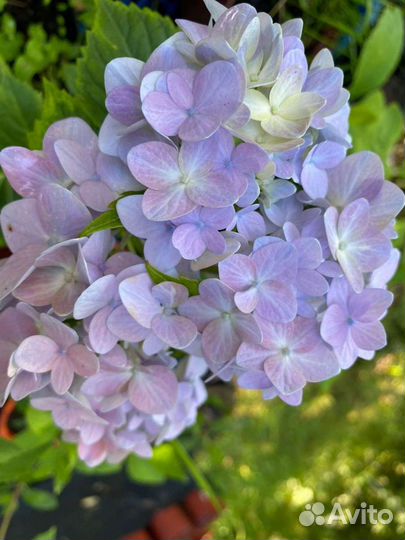 Гортензия крупнолистная, Бесконечное лето