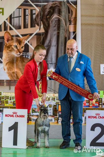 Показ на выставках