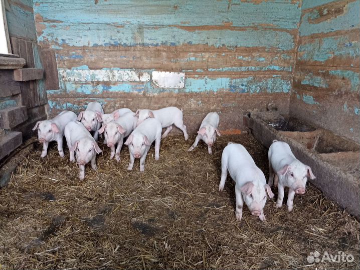 Поросята
