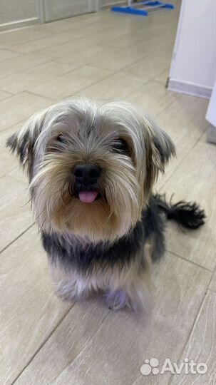 Йоркширский терьер вязка мальчик