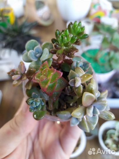 Суккуленты и суккулентные наборчики