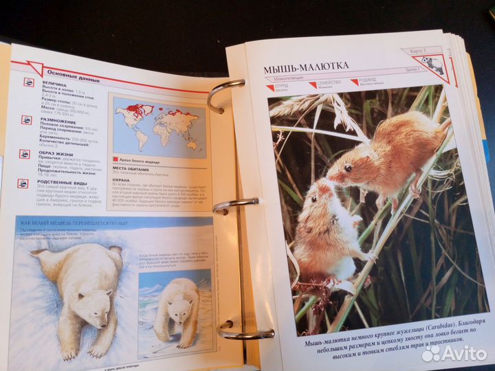 В мире дикой природы. Атлас