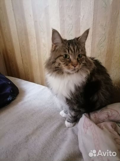 Кошка в дар бесплатно