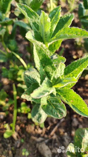 Мята душистая или круглолистная перечная