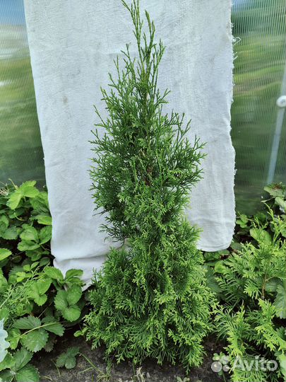 Туя саженцы