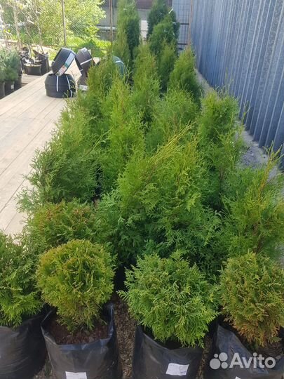 Туя в ассортименте. В наличии