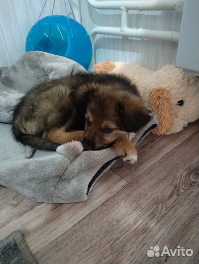 Щенки бесплатно