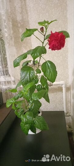 Гибискус китайская роза