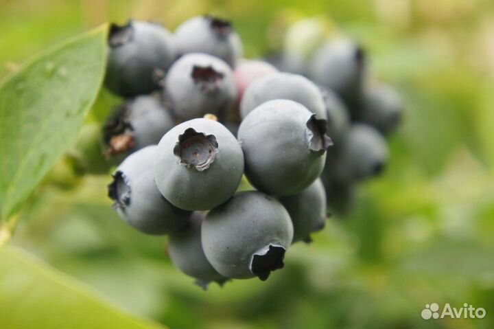 Голубика сорт Торо