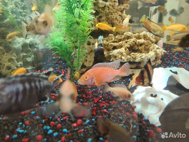 Рыбки цихлиды малавийские